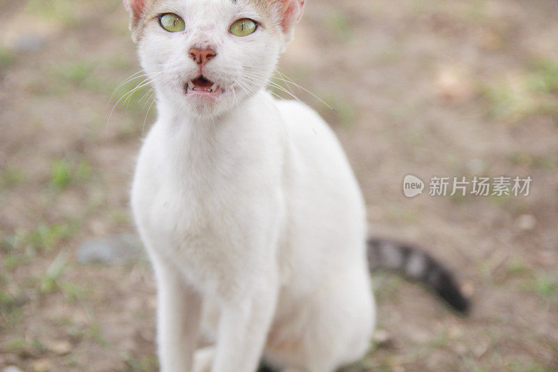 饥饿而悲伤的流浪猫乞讨食物