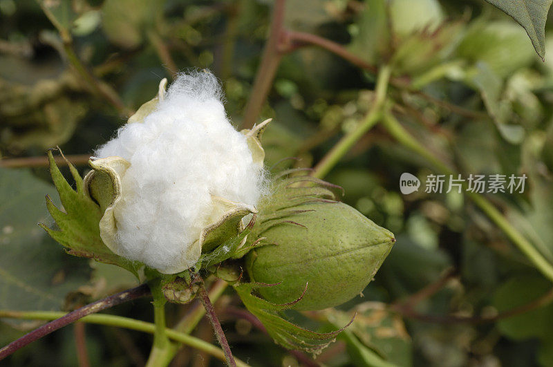 植株上的棉铃特写