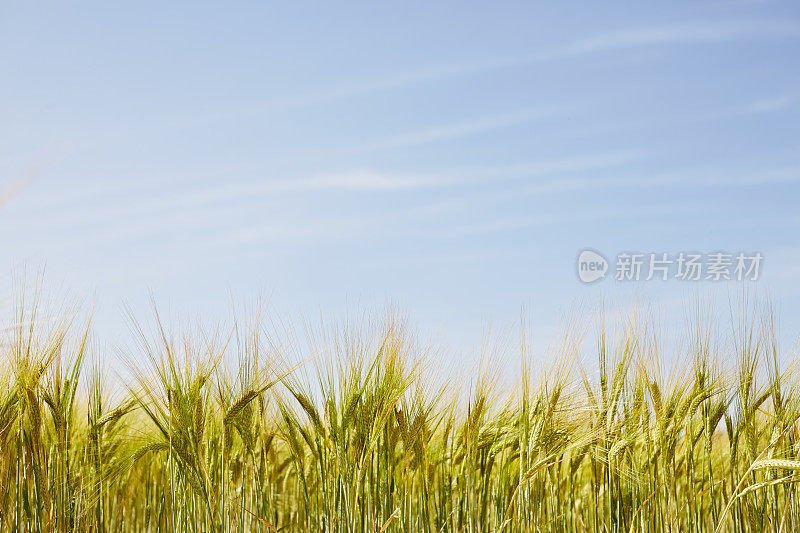 蓝天下的麦田