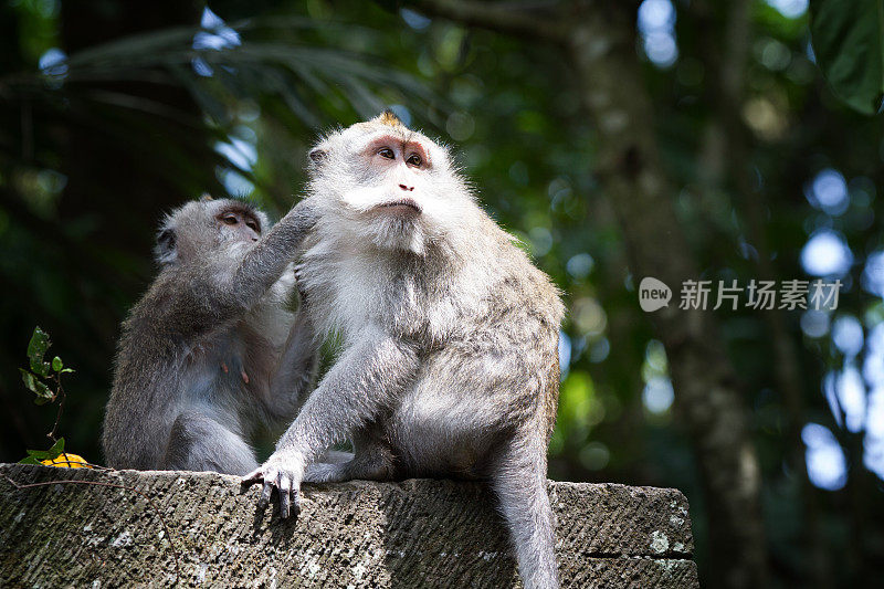 巴厘岛乌布的猴子梳妆