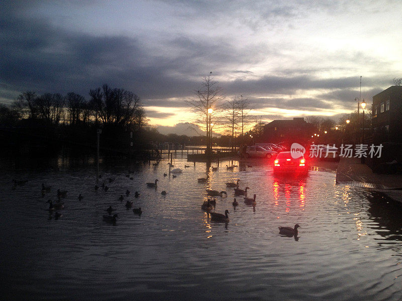 汽车和鹅在春潮泛滥的泰晤士河