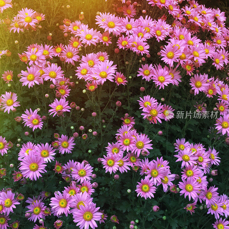 带有复古质感的花朵