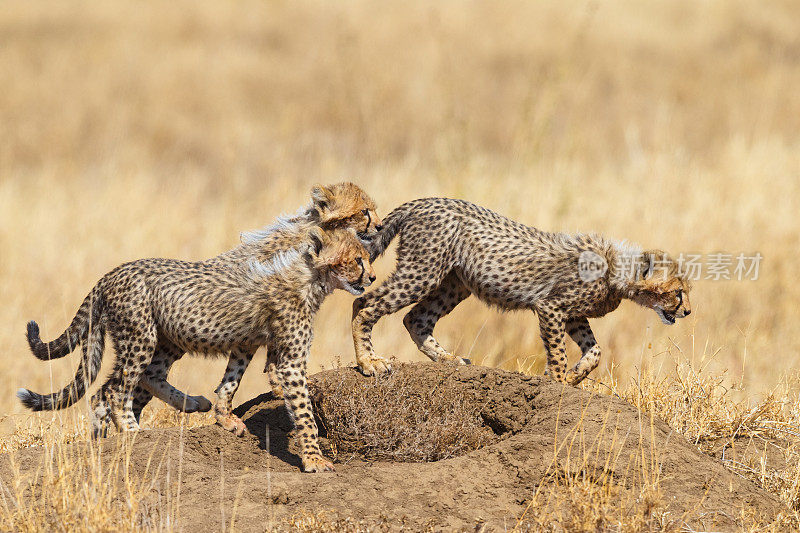 非洲坦桑尼亚塞伦盖蒂的猎豹幼崽