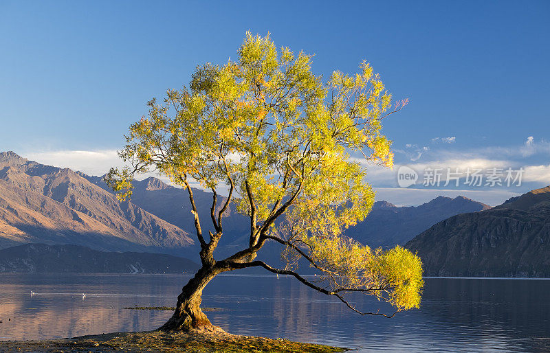 瓦纳卡湖的风景和一棵柳树