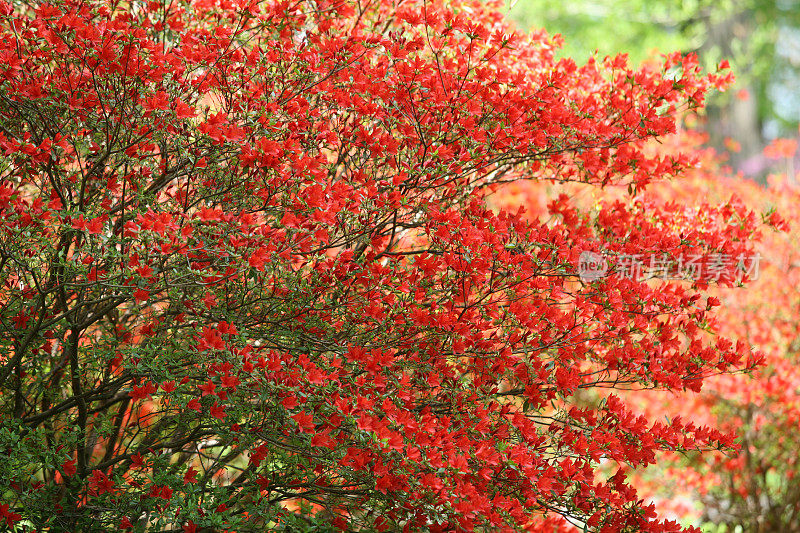 杜鹃花发红