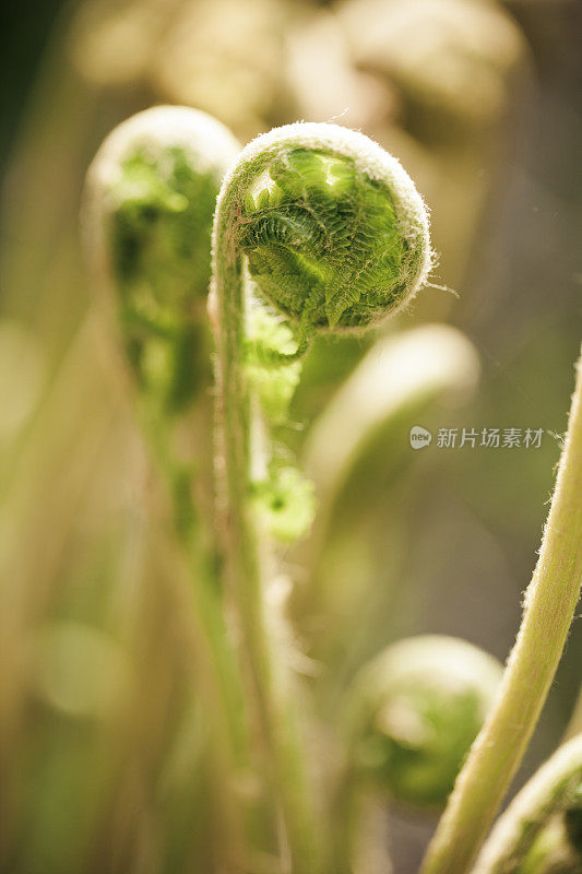 蕨类植物