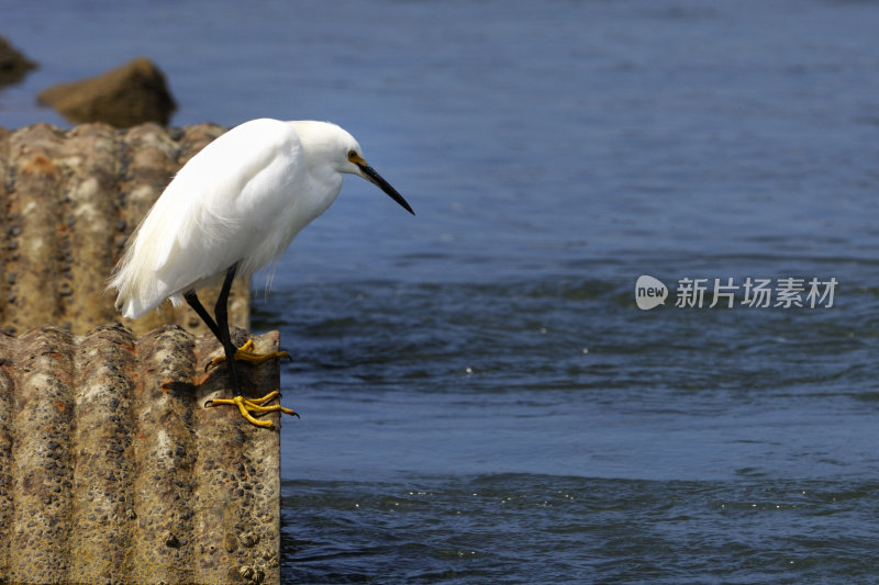 白鹭站在岸边涵洞上