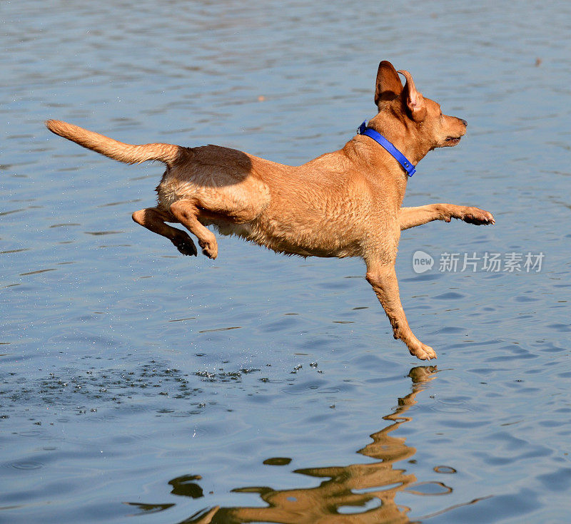 拉布拉多寻回猎犬跳入湖中