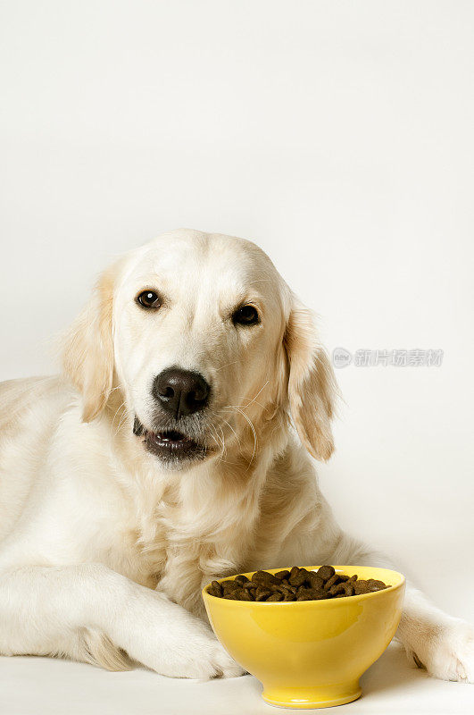 一只金毛猎犬站在一个食物碗前