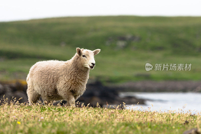 设得兰群岛的羊