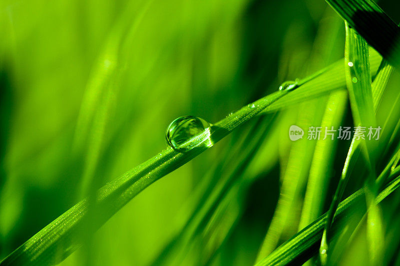 草叶上的水滴