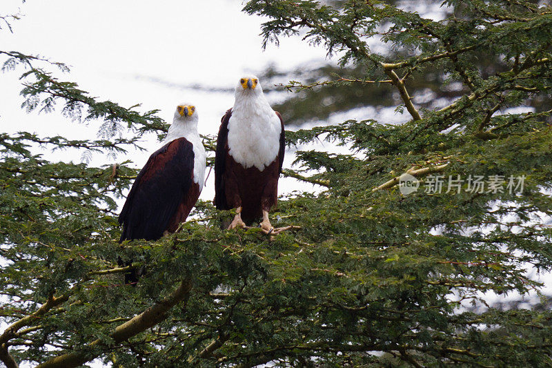 纳库鲁湖的非洲鹰