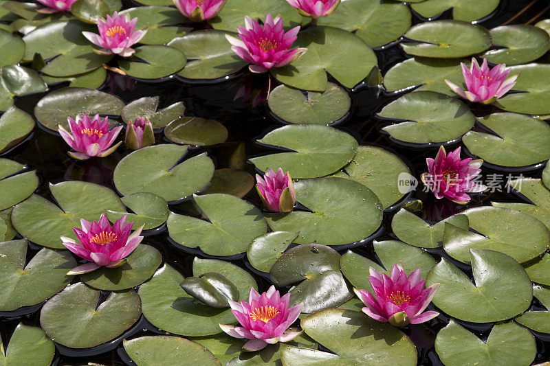 池塘中的睡莲以睡莲垫为背景，颜色饱和