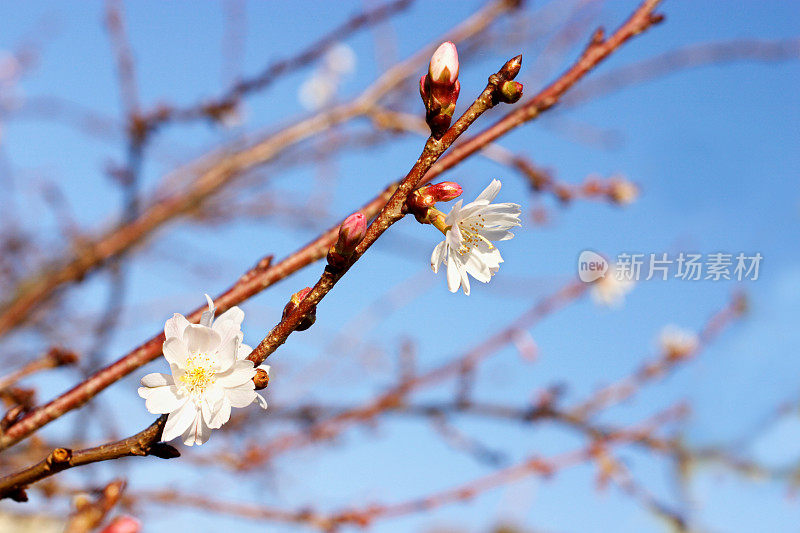 樱花的第一朵花——叶李