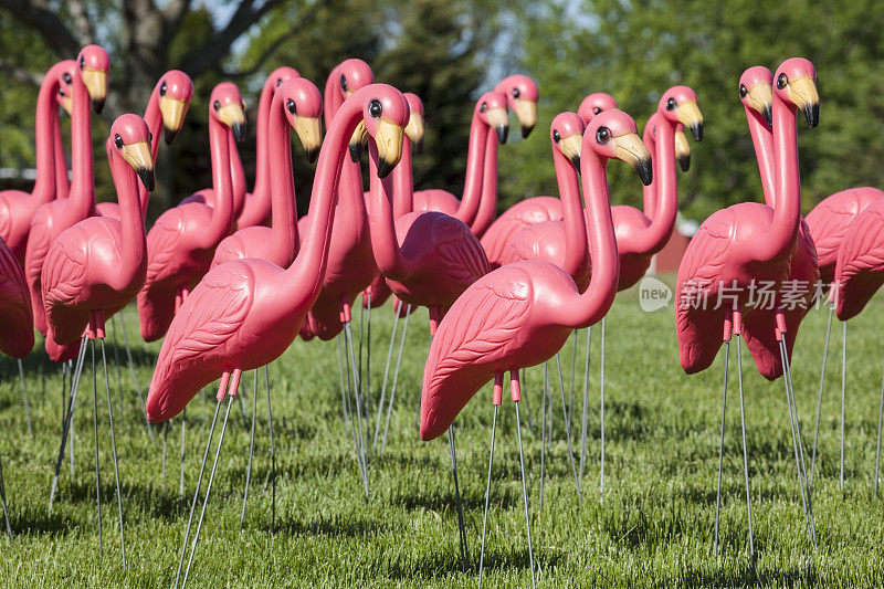塑料粉红色火烈鸟聚集在草坪上
