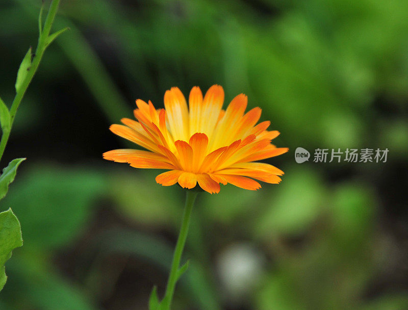 金盏花officinalis(万寿菊)