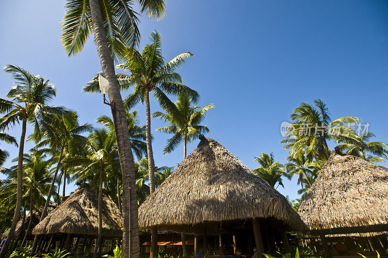 热带小屋和棕榈树
