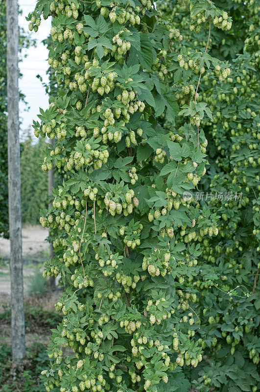 西澳大利亚亚基马河谷夏季收获季节的啤酒花藤