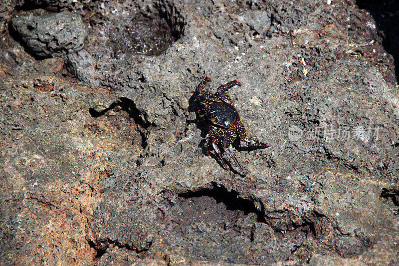 加拉帕戈斯群岛:北西摩岛的红岩蟹