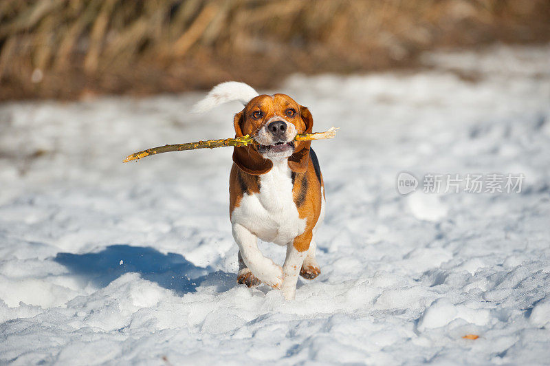 小猎犬狗在雪中玩耍