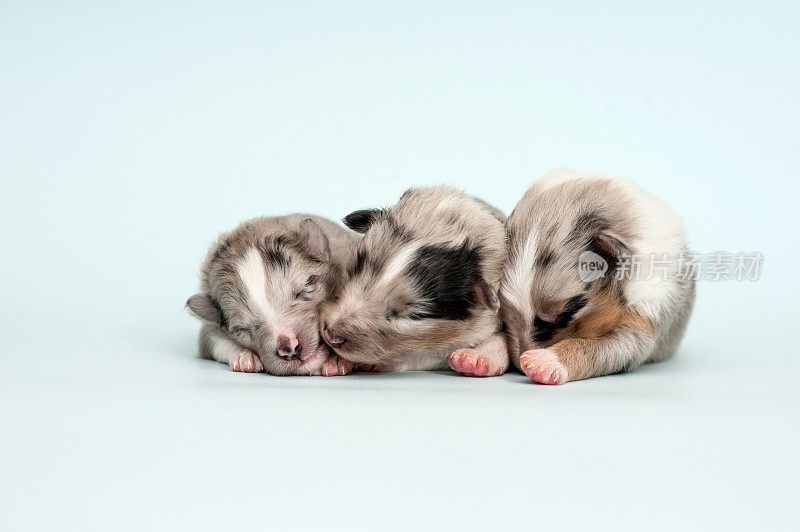 新生设得兰牧羊犬幼犬