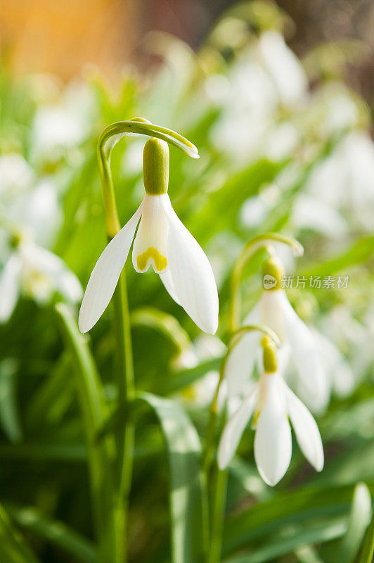 雪花莲花