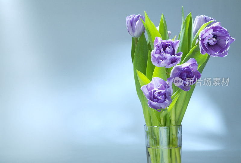 蓝色背景上的紫色郁金香