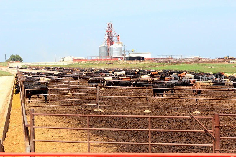 农业:在饲养场饲养大量的牛
