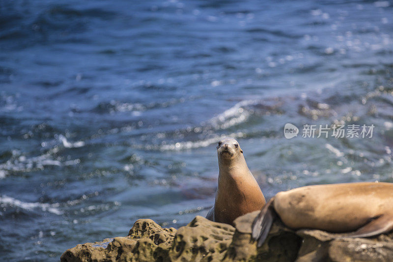 拉霍亚湾海豹和海狮