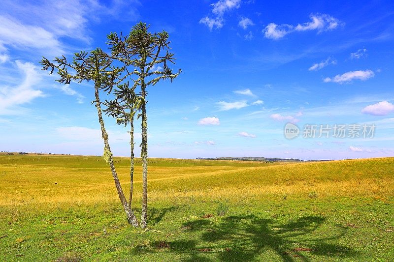 孤独的南洋杉松树潘帕，巴西南部乡村