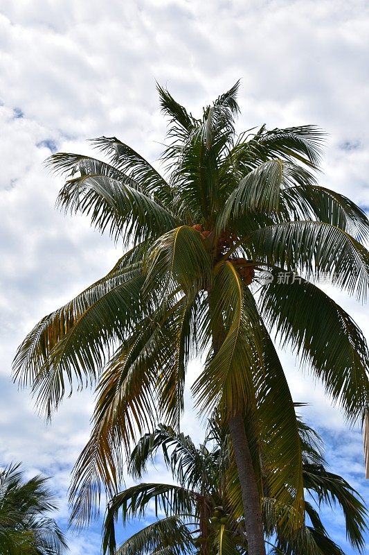 迈阿密海滩上的椰子树