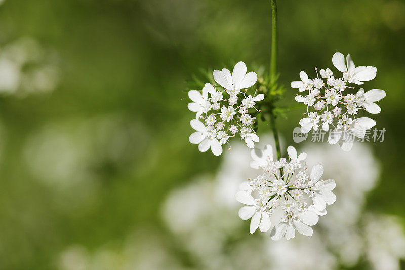 开花香菜，香菜，香菜