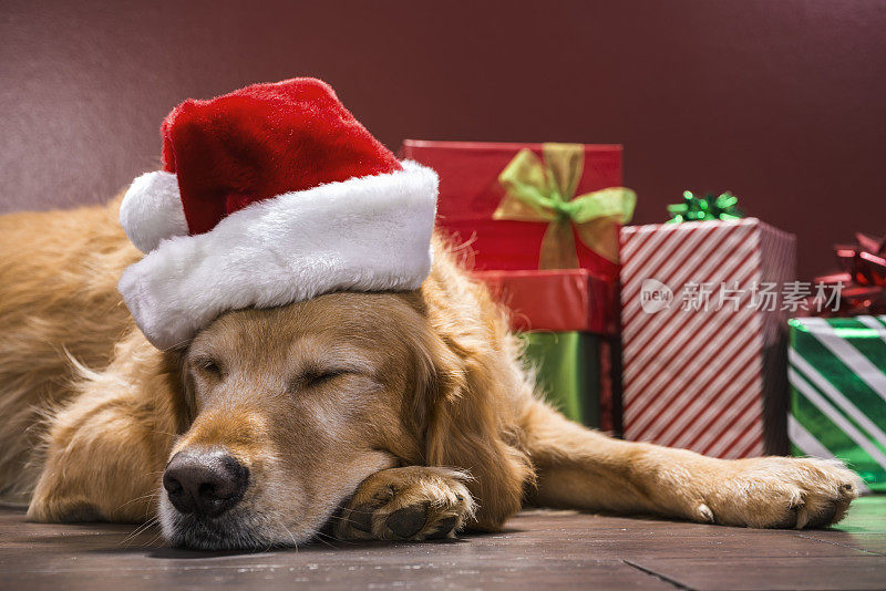 睡觉的狗戴着圣诞帽看守圣诞礼物