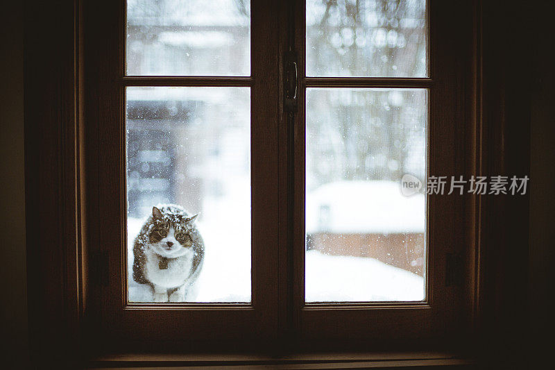 虎斑猫在暴风雪中看着扔窗户