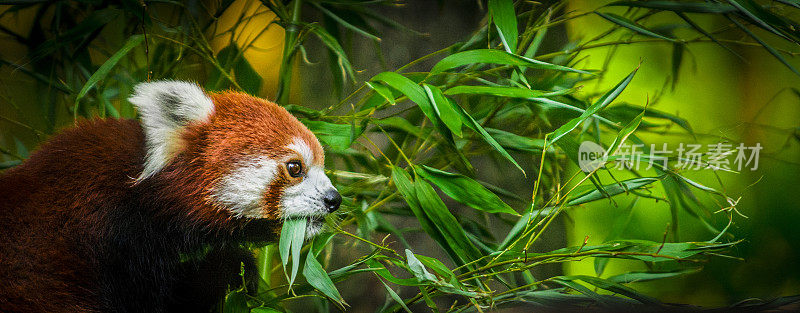 小熊猫吃竹叶——野生动物的旗帜