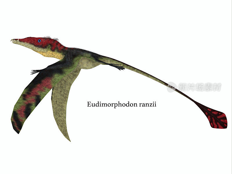 Eudimorphodon翅膀与丰特