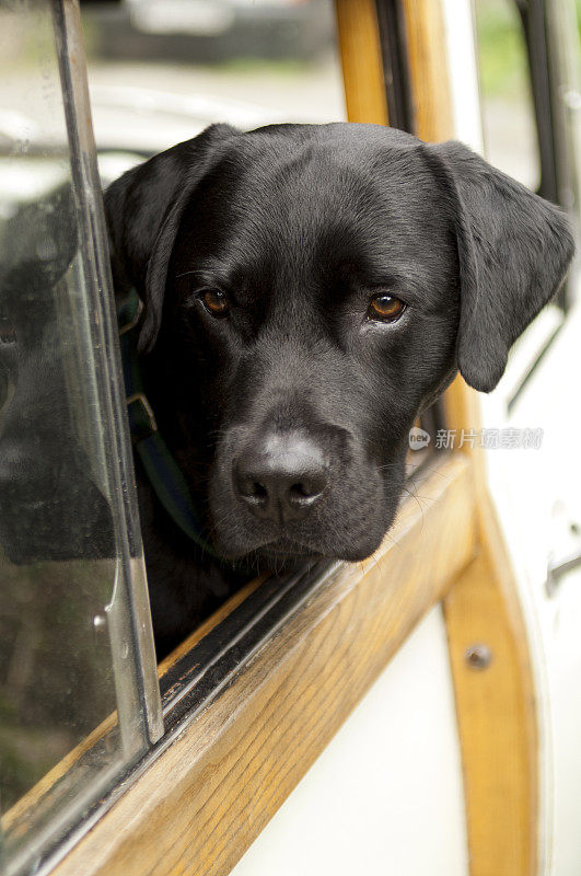 车窗外伸出黑狗的头