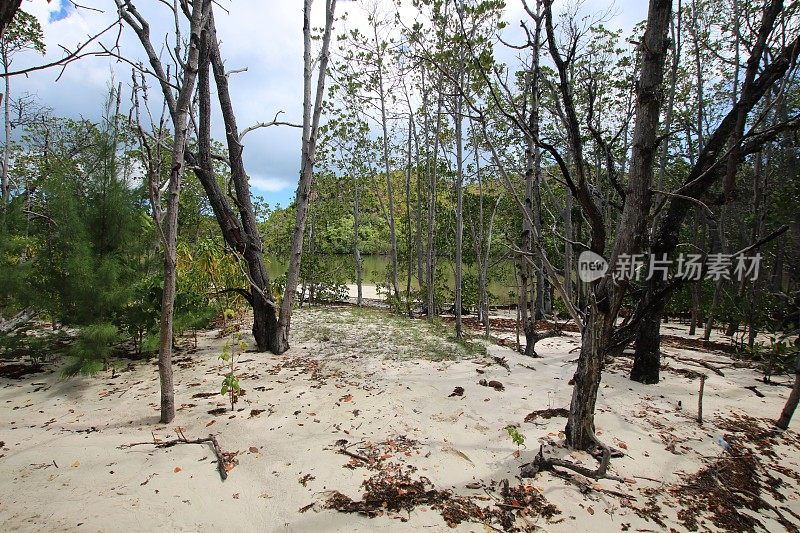 红树林栖息地，Curieuse岛靠近普拉林，塞舌尔，印度洋，非洲