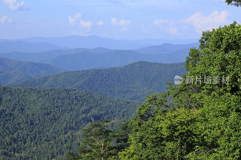 大烟山，山坡上有树