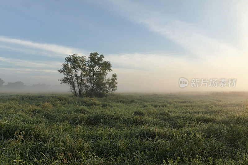 阳光树和田野在日出