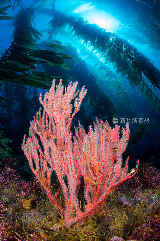 红柳珊瑚海扇