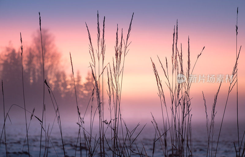 雾和彩色日落与前景草地在冬季晚上