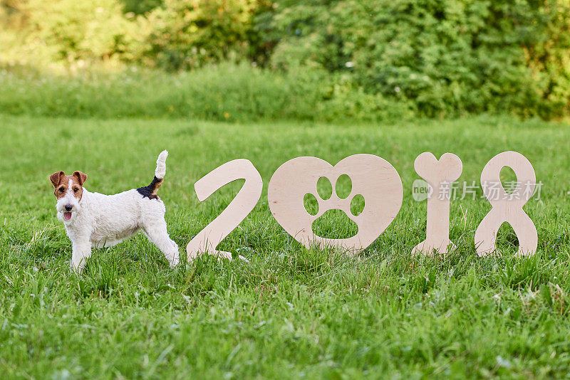 可爱的快乐狐狸梗犬在公园2018年新年贺词