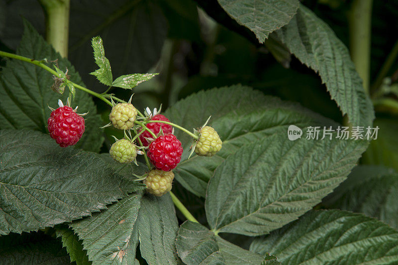 树莓在藤上成熟的特写