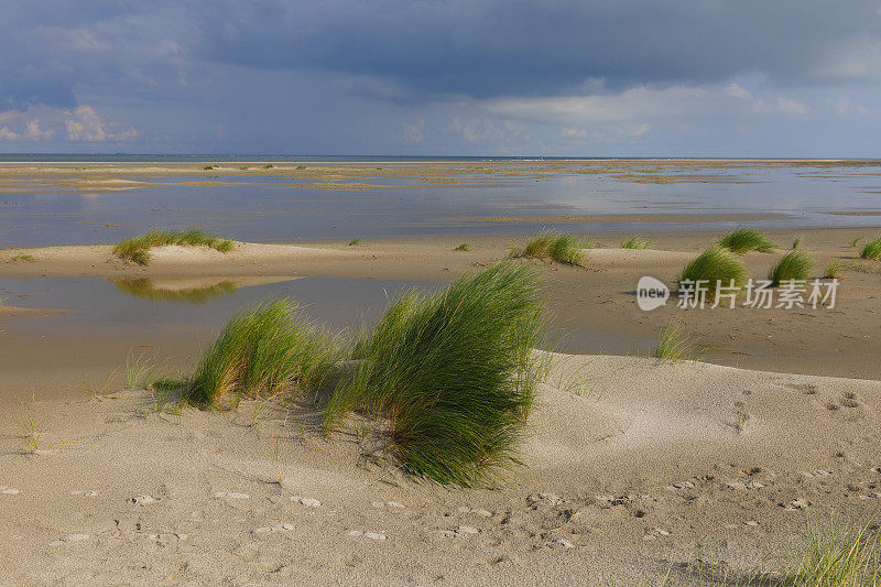 荷兰海岸线上的沙丘