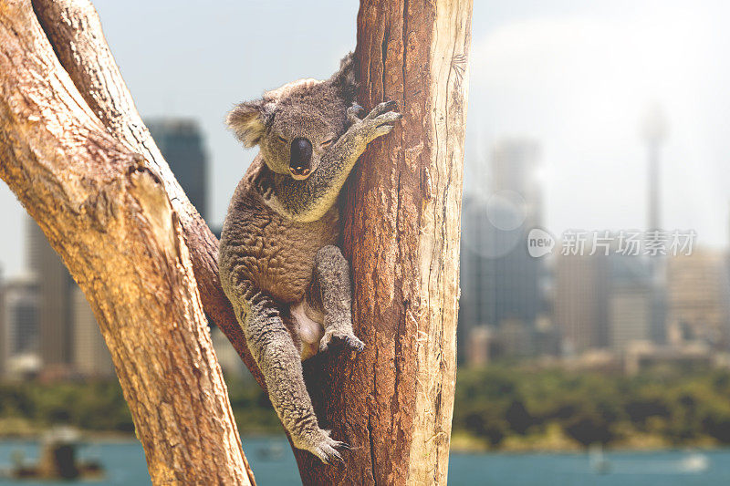 考拉在树上休息和睡觉，澳大利亚