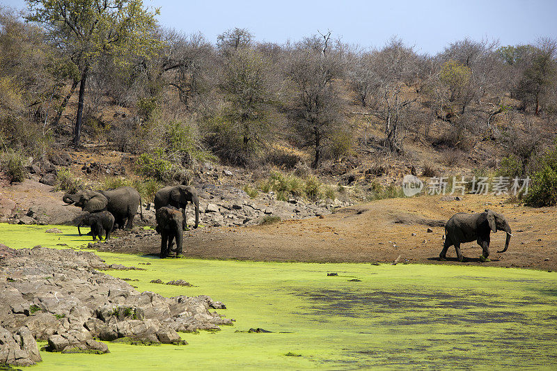 南非克鲁格国家公园斯文尼河上的大象