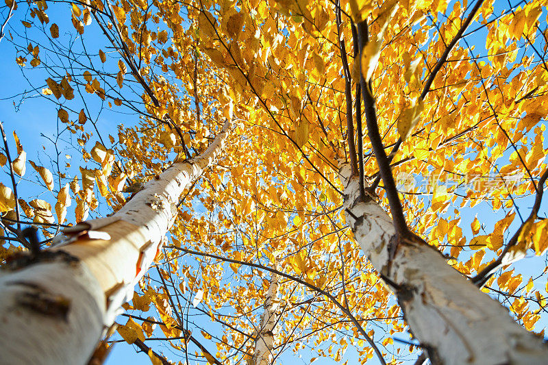 秋天的纸桦树