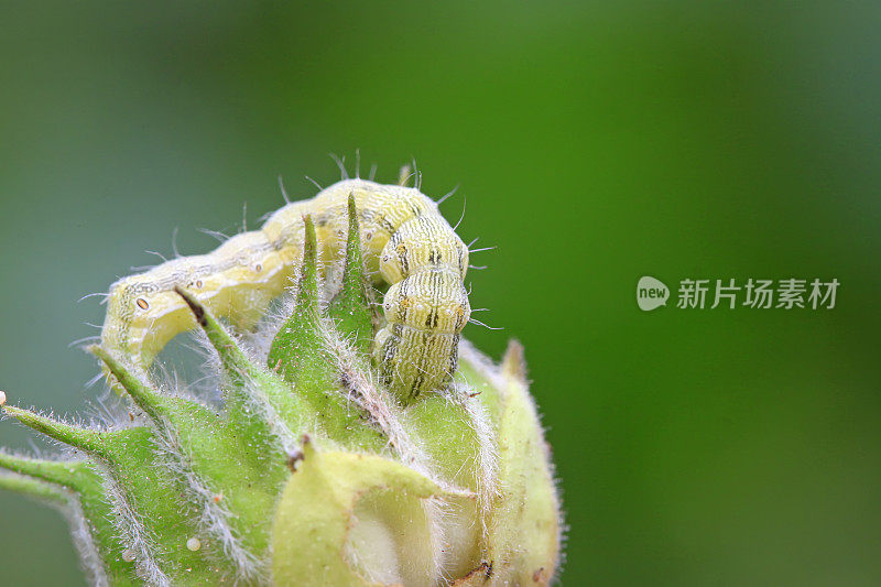 蝴蝶幼虫在苘麻果实上，特写照片