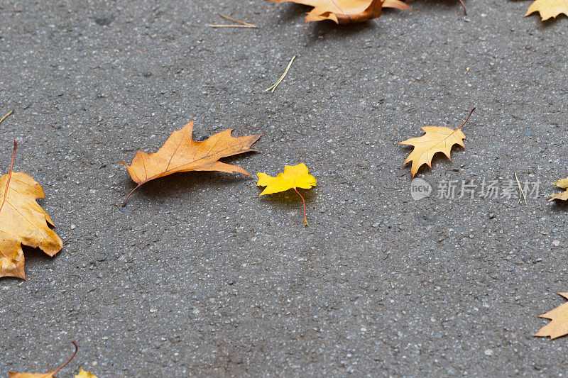 沥青与秋天的橡树和枫叶